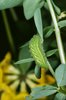 Schotenklee / Hornklee - Lotus corniculatus. Raupe des Zipfelfalters - Callophrys rubi | © e-pics A.Krebs