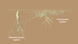 Wurzelsysteme mit unterschiedlicher räumlicher Verteilung und Funktion | © nach Thomas Fester