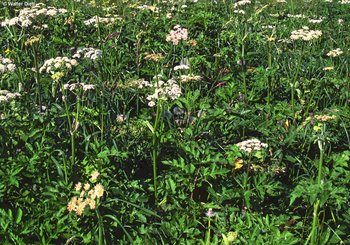 Prima: cotica erbosa caratterizzata da erba mazzolina, spondiglio comune e specie «tappabuchi» | © W.Dietl