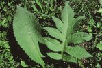 Kohldistel - Cirsium oleraceum | © Agroscope