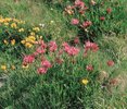 Trifoglio alpino - Trifolium alpinum in un pascolo a nardo | © Agroscope