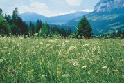 Prato a erba mazzolina caratterizzato dalla presenza di spondiglio comune | © Agroscope