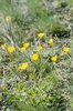 Knolliger Hahnenfuss - Ranunculus bulbosus | © e-pics A.Krebs