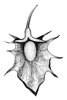 Romice comune - Rumex obtusifolius. Perianzio con tubercolo | © APF