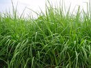 Miscela di lunga durata graminacee-trifoglio bianco per zone favo-revoli allo sviluppo del loglio inglese, Mst 430, con erba mazzolina  | © Agroscope