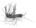 Erba ventaglina - Alchemilla vulgaris. Vigoroso rizoma orizzontale | © APF