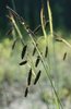 Schlaffe Segge - Carex flacca | © e-pics A.Krebs