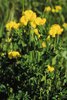 Ginestrino - Lotus corniculatus | © Agroscope