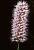 Poligono bistorta - Polygonum bistorta. Pagine inferiore e superiore delle foglie basali | © Agroscope
