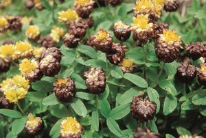 Trifoglio giallo-bruno - Trifolium badium | © Agroscope