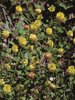 Trifoglio aureo - Trifolium aureum. Capolino a fine fioritura virante al marrone chiaro | © Agroscope
