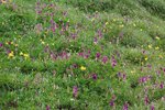 Alpen-Süssklee - Hedysarum hedysaroides | © e-pics A.Krebs