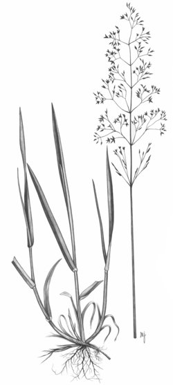 Rotes Straussgras - Agrostis capillaris | © AGFF