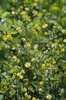 Trifoglio dubbio - Trifolium dubium. Piccolo capolino lasco | © e-pics A. Krebs