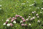 Trifoglio nivale - Trifolium pratense subsp. nivale | © e-pics A. Krebs