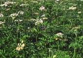 Prato a erba mazzolina con abbondante presenza di spondiglio comune | © W.Dietl