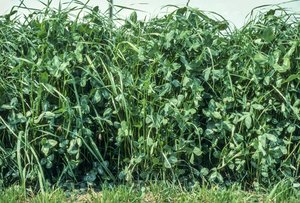 Mattenklee-Gras-Mischung, SM 300 | © Agroscope