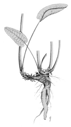 Rumex à feuilles obtuses - Rumex obtusifolius. Rhizome avec sa racine pivotante | © ADCF