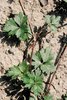 Kriechender Hahnenfuss - Ranunculus repens. Typische Blattform, Ausläufer | © Agroscope