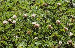 Thals Klee - Trifolium thalii | © e-pics A.Krebs