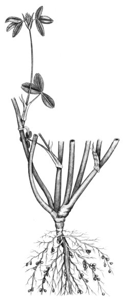 Alexandrinerklee - Trifolium alexandrinum | © AGFF
