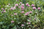 Trifoglio violetto - Trifolium pratense | © e-pics A.Krebs