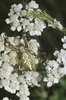 Aculepeira ceropegia su infiorescenza di achillea millefoglie - Achillea millefolium (Valle di Blenio TI) | © e-pics A. Krebs