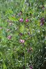 Sommerwicke - Vicia sativa | © e-pics A.Krebs