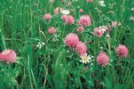 Rotklee - Trifolium pratense | © Agroscope