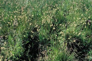 Nährstoffreiche Nasswiese, Untertyp Binsen-Weide, mit Flatterbinse | © Agroscope