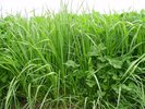 Gras-Weissklee-Mischung, SM 340, ohne Knaulgras | © Agroscope