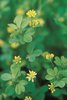 Kleiner Klee - Trifolium dubium. Lockere Blütenköpfchen | © Agroscope