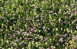 Trifoglio nivale - Trifolium pratense subsp. nivale con cresta di gallo comune - Rhinanthus alectorolophus | © e-pics A. Krebs