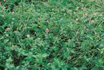 Mattenklee-Gras-Mischung, SM 300 | © Agroscope