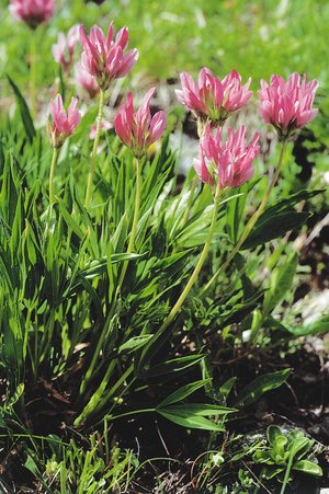 Trifoglio alpino - Trifolium alpinum | © Agroscope