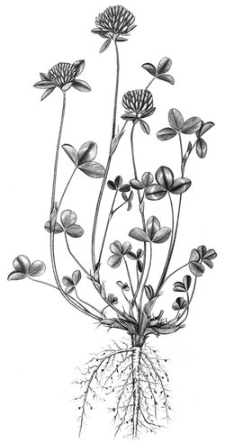Trifoglio violetto - Trifolium pratense | © APF