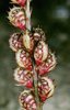 Esparsette - Onobrychis viciifolia. Fruchtstand  |  © e-pics A.Krebs
