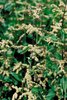Ortica comune - Urtica dioica. Piante ♂ | © Agroscope