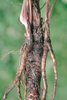 Wiesen-Kerbel - Anthriscus sylvestris. Hauptwurzel mit Tochterpflanzen | © Agroscope