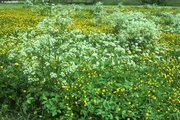 Prato a erba mazzolina con abbondante presenza di ranuncolo acre | © W.Dietl