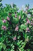 Zaunwicke - Vicia sepium | © Agroscope