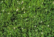 Kammgras-Weide, mit Englischem Raigras, mittlere Lage | © Agroscope