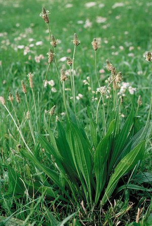 Spitzwegerich - Plantago lanceolata. Form in der Mähwiese | © Agroscope