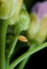 Wiesen-Schaumkraut - Cardamine pratensis. Mit Ei des Aurorafalters - Anthocharis cardamines | © e-pics A.Krebs