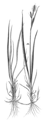 Braune Segge - Carex nigra | © AGFF