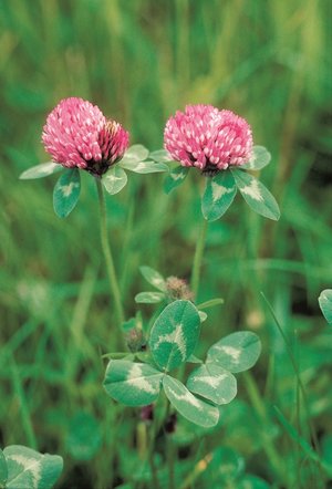 Rotklee - Trifolium pratense | © Agroscope