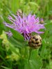 Wiesen-Flockenblume - Centaurea jacea | © Agroscope