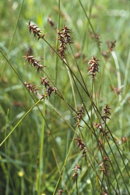 Davall-Segge - Carex davalliana | © e-pics A.Krebs