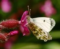 Adulto di farfalla aurora - Anthocharis cardamines su fiori di silene dioica - Silene dioica | © e-pics A. Krebs