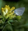 Cupido minore - Cupido minimus su trifoglio giallo delle sabbie - Anthyllis vulneraria | © e-pics A. Krebs